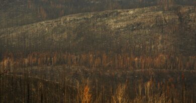 scorched forest landscape after wildfire