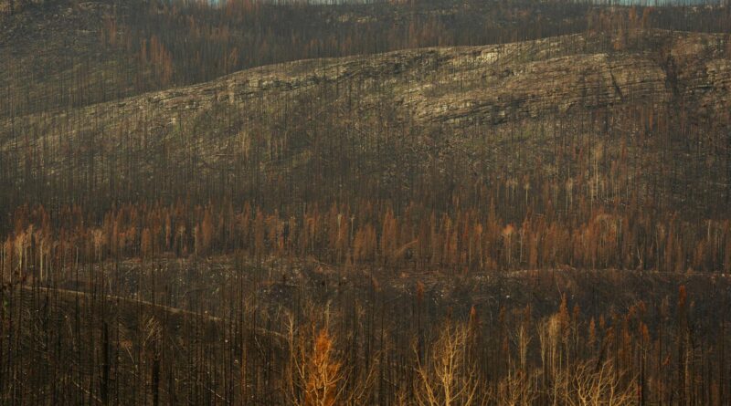scorched forest landscape after wildfire