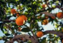 orange fruit on tree