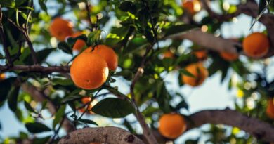 orange fruit on tree