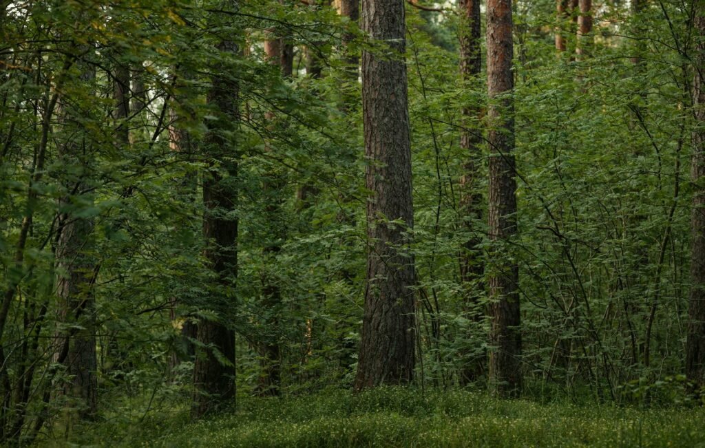 serene boreal forest with lush greenery