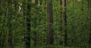serene boreal forest with lush greenery