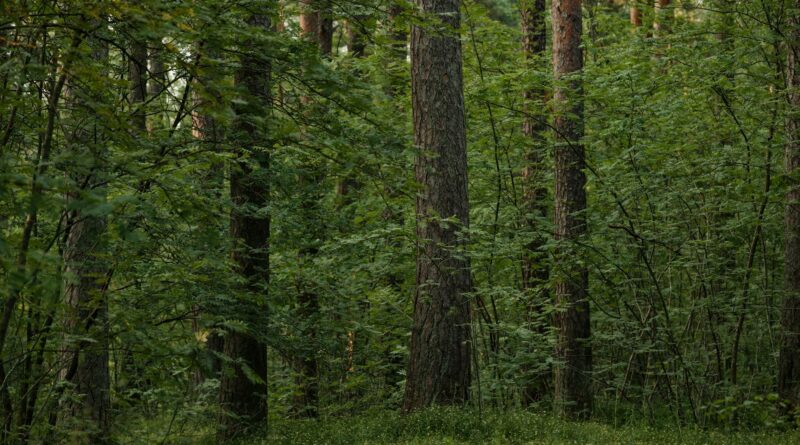 serene boreal forest with lush greenery