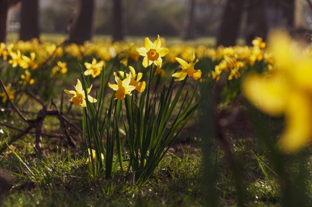 bright yellow daffodils blooming in spring park