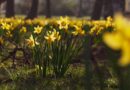 bright yellow daffodils blooming in spring park
