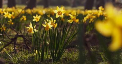 bright yellow daffodils blooming in spring park