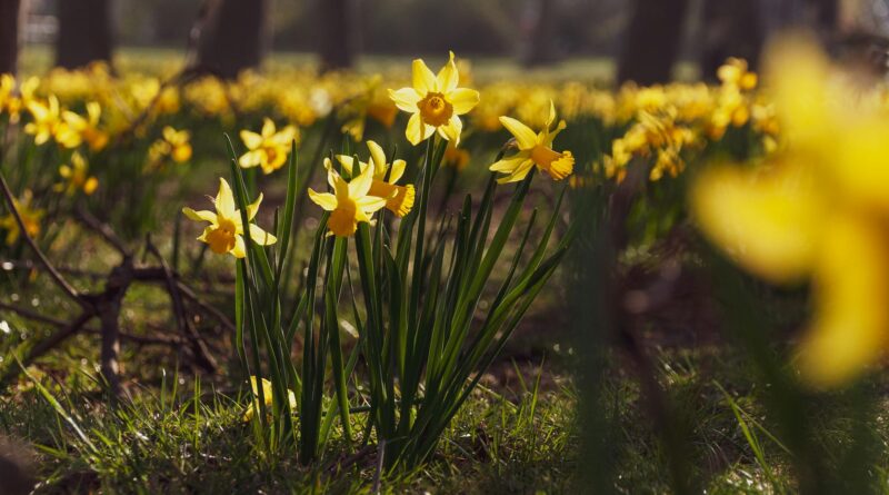 bright yellow daffodils blooming in spring park